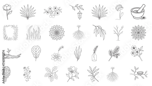 Botanical Line Art Elements and Illustrations Keywords: plant, flower, leaf, tree, branch, root