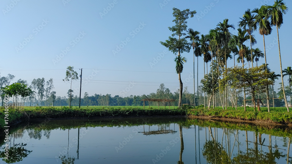 Obraz premium Serene Pond Reflection of Areca Nut Palms in Rural Bangladesh