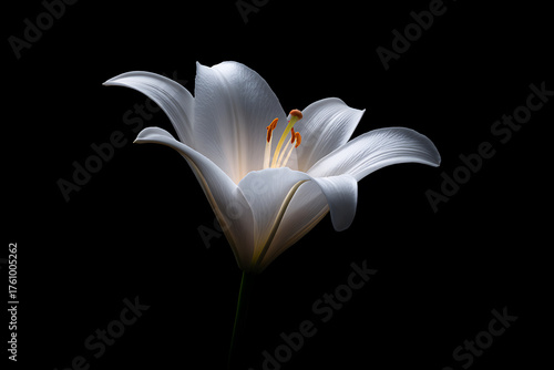 floral macro photography, lone lily bloom against dark backdrop, serene atmosphere, dramatic lighting, cinematographic, elegant aesthetics, detailed textures