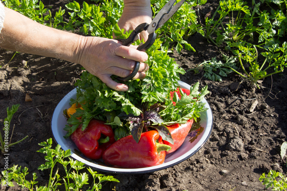Fototapeta premium Red bell pepper on a plate with herbs.