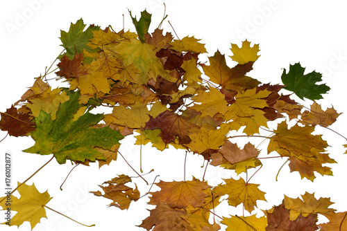 Autumn. A pile of yellow maple leaves on a PNG background.