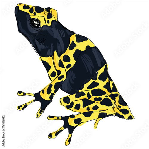 Yellow-banded poison dart frog. Dendrobates leucomelas. Bright, stylized, hand-drawn vector illustration. Print for stickers, mugs, posters, and sketchbooks.