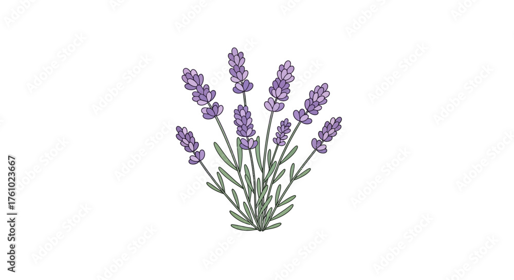 Obraz premium A Beautifully Illustrated Bunch of Lavender Sprigs with Delicate Purple Blossoms and Green Stems on a White Background