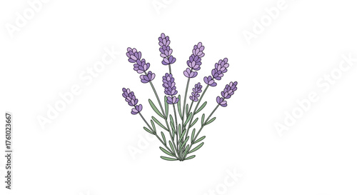 A Beautifully Illustrated Bunch of Lavender Sprigs with Delicate Purple Blossoms and Green Stems on a White Background