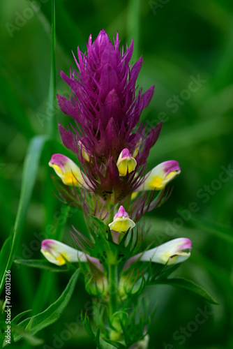 Field cow-wheat // Acker-Wachtelweizen (Melampyrum arvense) - Lași, Romania