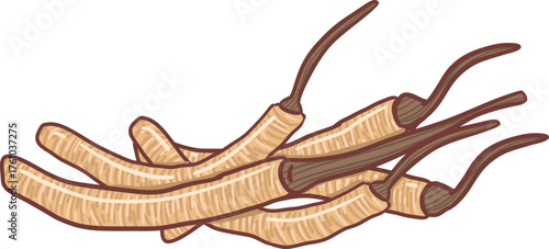 Cordyceps Medicinal Mushroom Botanical Illustration