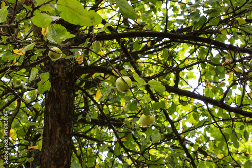Grüner Apfel im Baum
