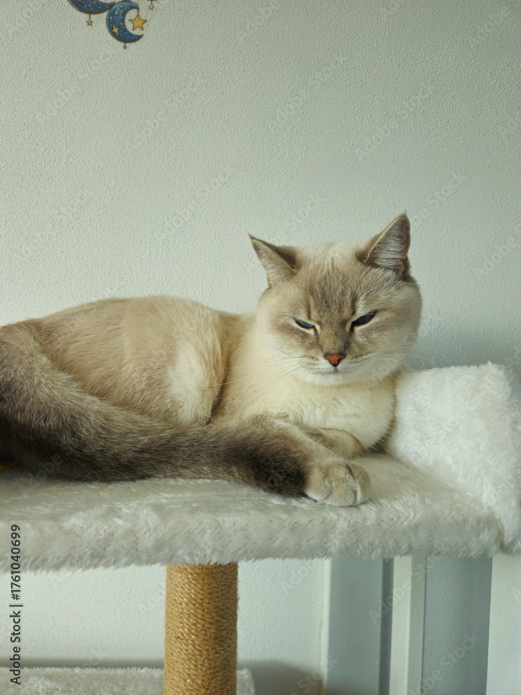 Obraz premium Cute cats playing on cat tower on white background isolated. Cute funny cat tree in the living room with scratcher. Beautiful cat resting. British shorthair cat. 