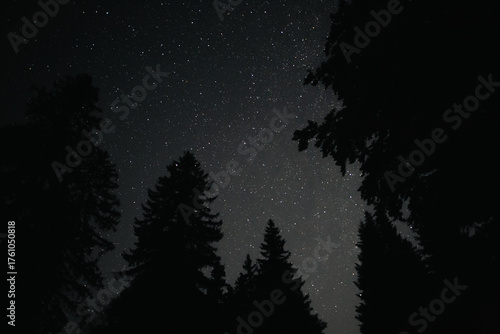 Ciel étoilé au-dessus de la forêt