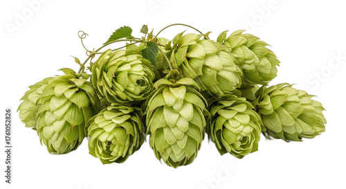 Fresh green hop cones with vine and leaves, isolated on transparent background