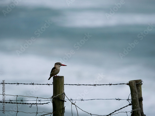Carta da parati Brown-hooded kingfisher - Halcyon albiventris - sitting on a  barbed wire fence
