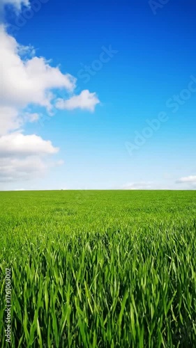 Vibrant green field under a clear blue sky with fluffy white clouds