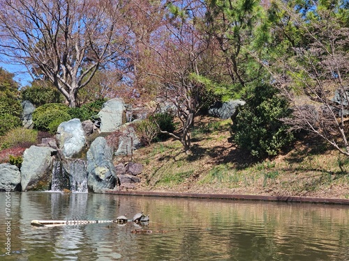 pond in the park