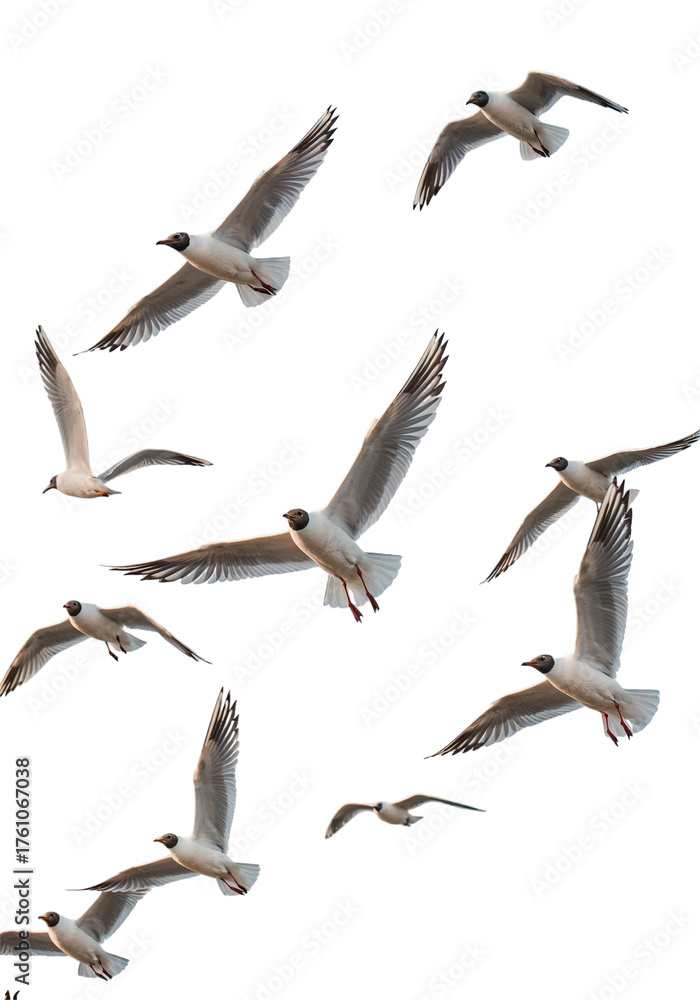 Naklejka premium Flying Seagulls Group of Birds in Flight with Wings Spread, Wildlife Photography and Nature Scenes.