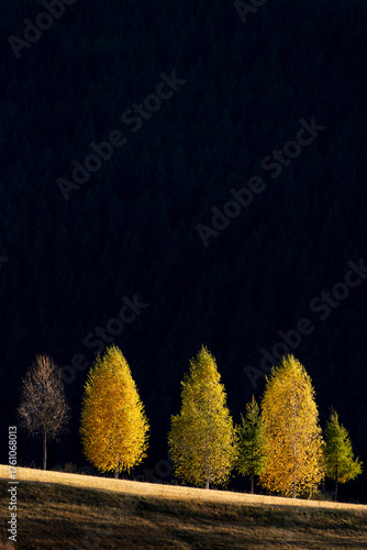 Trees in Sunset Light with Pine Forest Background. Beautiful trees glowing in the warm light of sunset, with a shadowed pine forest creating a soft, decorative background.