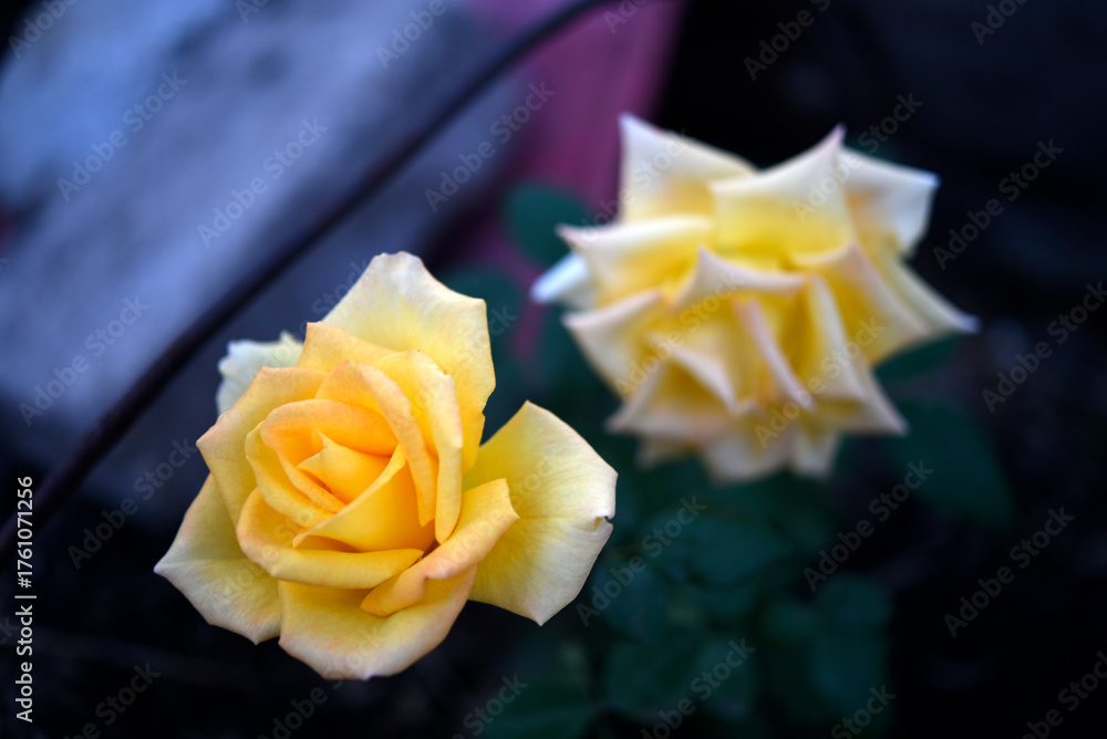 Fototapeta premium A bright juicy yellow rose on a bush. A rosebud. A yellow rose flower in the background blur.