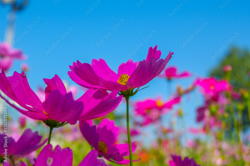 Fototapeta premium Beautiful pink cosmos flowers blooming in garden,spring season.