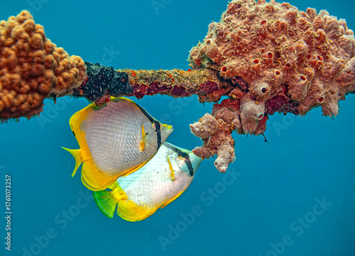 Tablou pe pânză foureye butterflyfish,Chaetodon capistratus