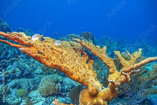Elkhorn coral ,Acropora palmata