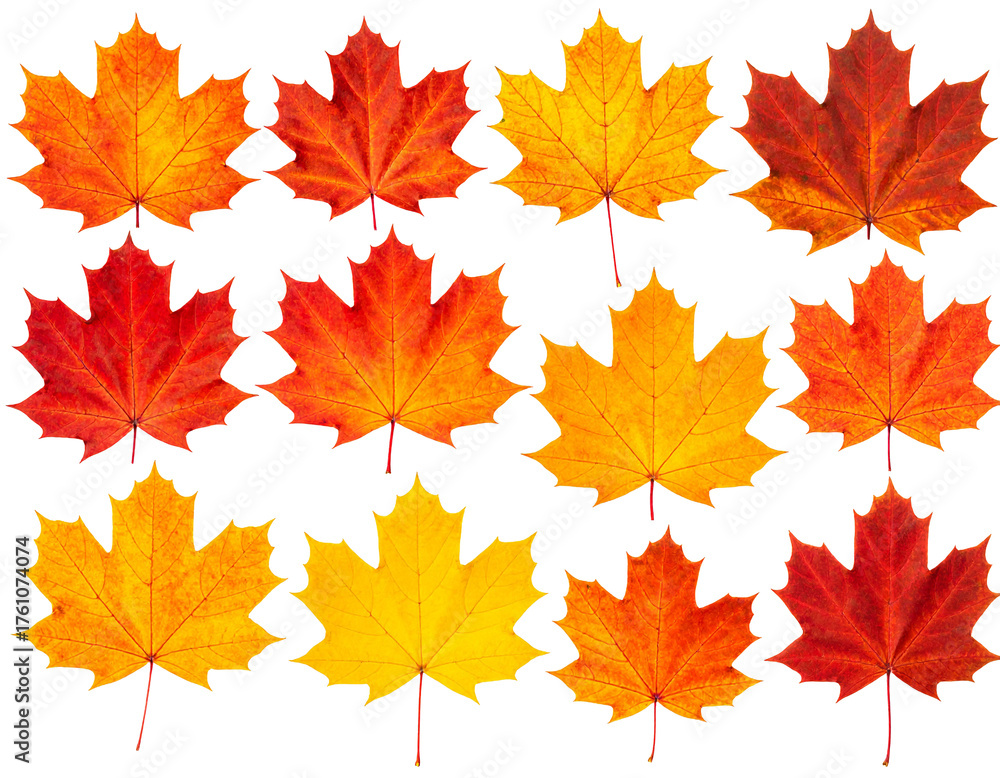 Obraz premium Maple leaves arranged in rows on white background.