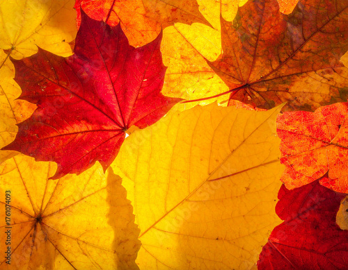 Wallpaper Mural Close up of colorful autumn maple leaves background. Torontodigital.ca