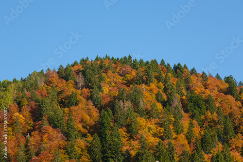 autumn trees in the mountains
