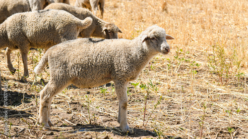 фотографія A flock of sheep grazes in a steppe area.