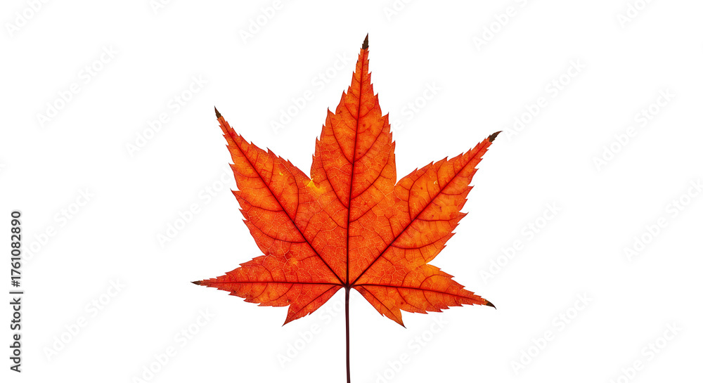 Fototapeta premium Vibrant orange maple leaf isolated on white background