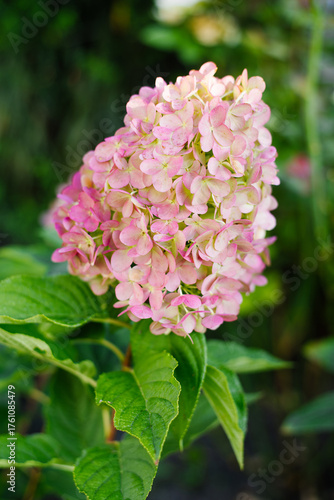 Tableau sur toile Panicle Hydrangea Pink and Rose in Garden