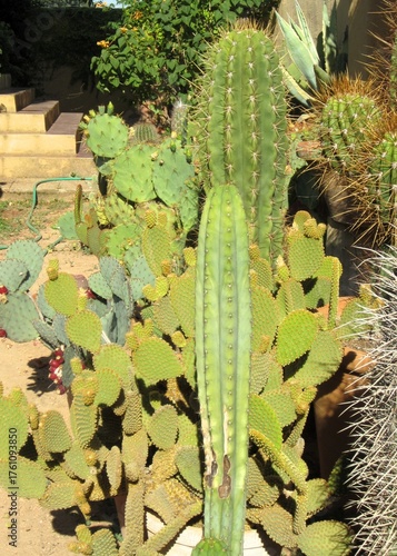 cacti in a garden