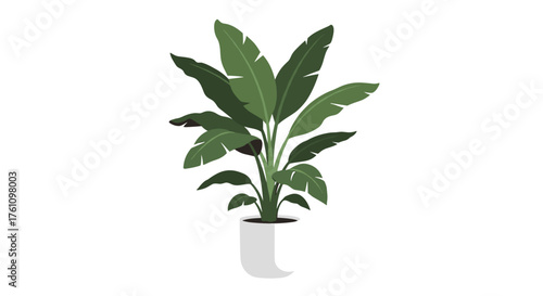 A tall potted plant with large green leaves in a white pot.