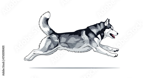 A majestic husky dog leaping gracefully across a white background with its tongue out.
