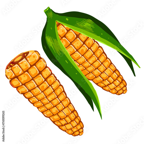 Vector illustration of two ripe corn cobs with green leaves. Hand drawn maize plant isolated on white background.