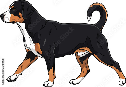 Entlebucher Mountain Dog walking trotting pose vector illustration
