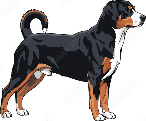 Entlebucher Mountain Dog standing side profile vector illustration