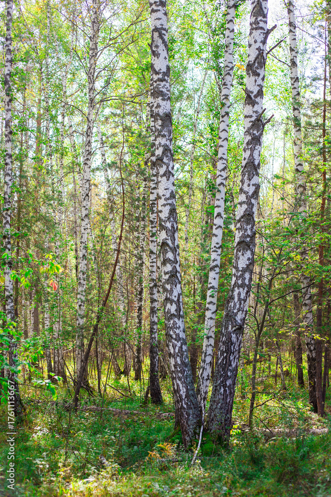 Fototapeta premium A vibrant birch grove with green grass on a sunny day. Summer vertical landscape