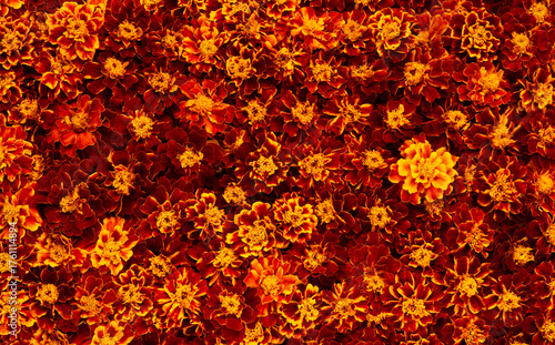 Beautiful fall tagetes background, tagetes backdrop