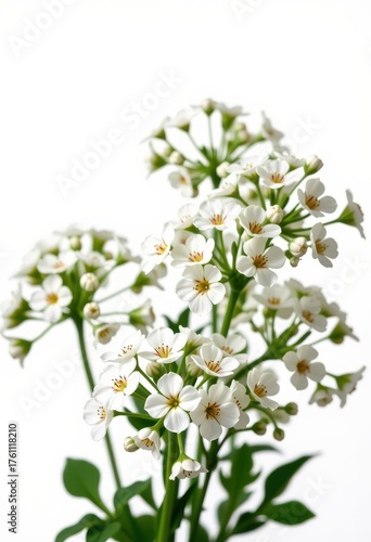 Delicate Gypsophila flowers, isolated on pure white background. Perfect for wedding, floral, or design projects, wedding, background