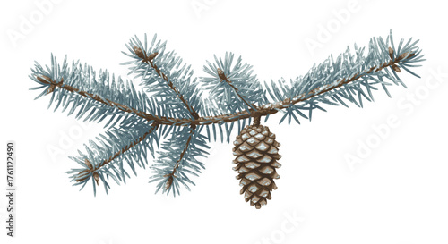 A beautifully illustrated branch of a blue spruce tree with a single, mature pinecone, isolated on a crisp white background, perfect for winter designs.