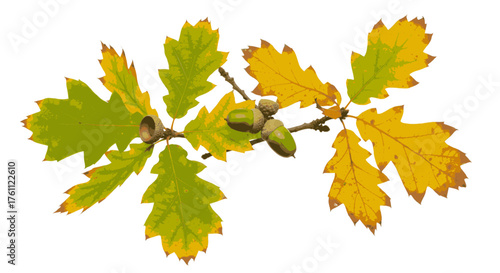 A vibrant oak branch with green and golden autumn leaves and mature acorns, isolated on a white background, provides a versatile natural element for creative design.