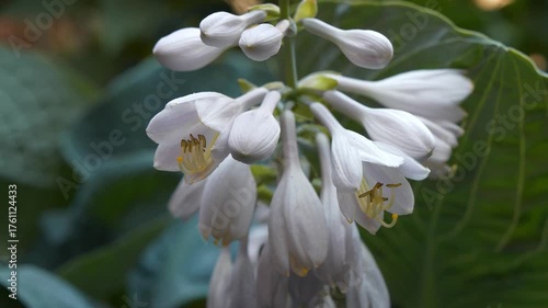 Hosta is a genus of plants commonly known as hostas or plantain lilies, family Liliaceae, formerly Funkia. Beautiful white flowers