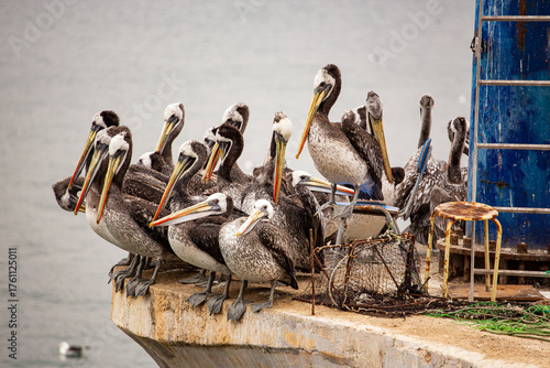 Group of Peruvian pelicans perched on a harbor platform along the Pacific coast.