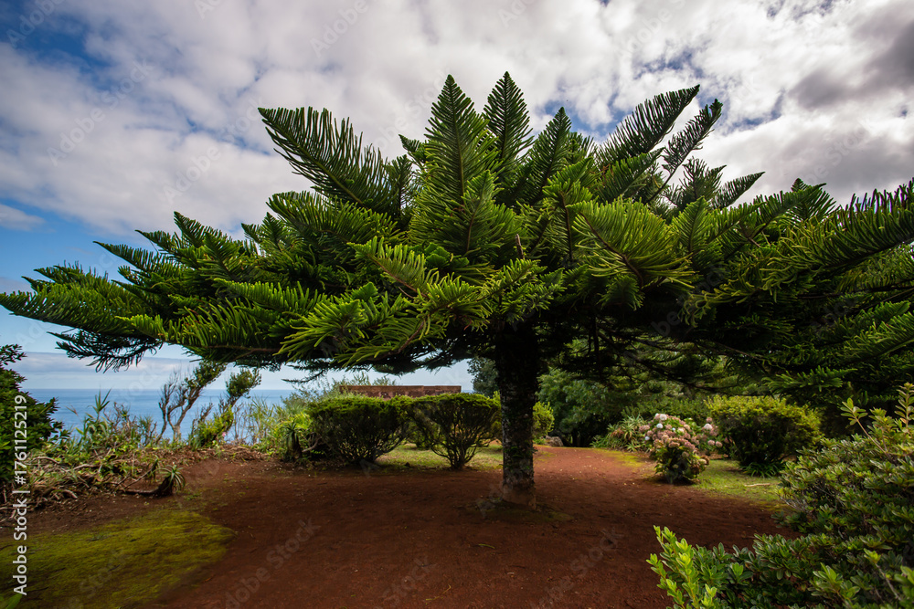 Fototapeta premium Large Norfolk pine spreading wide branches in a lush garden on São Miguel Island, Azores.