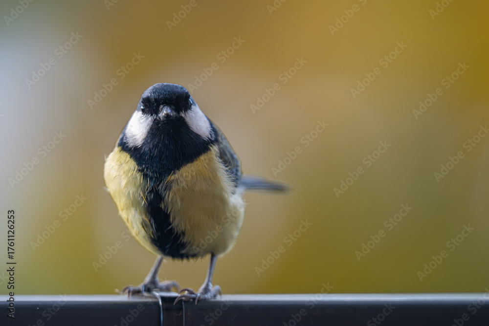 Obraz premium Elegant Great Tit Profile with Warm Bokeh Copy Space