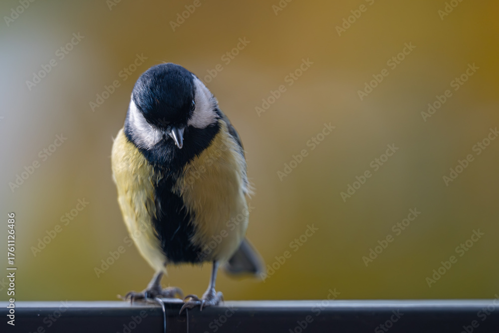 Fototapeta premium Elegant Great Tit Profile with Warm Bokeh Copy Space