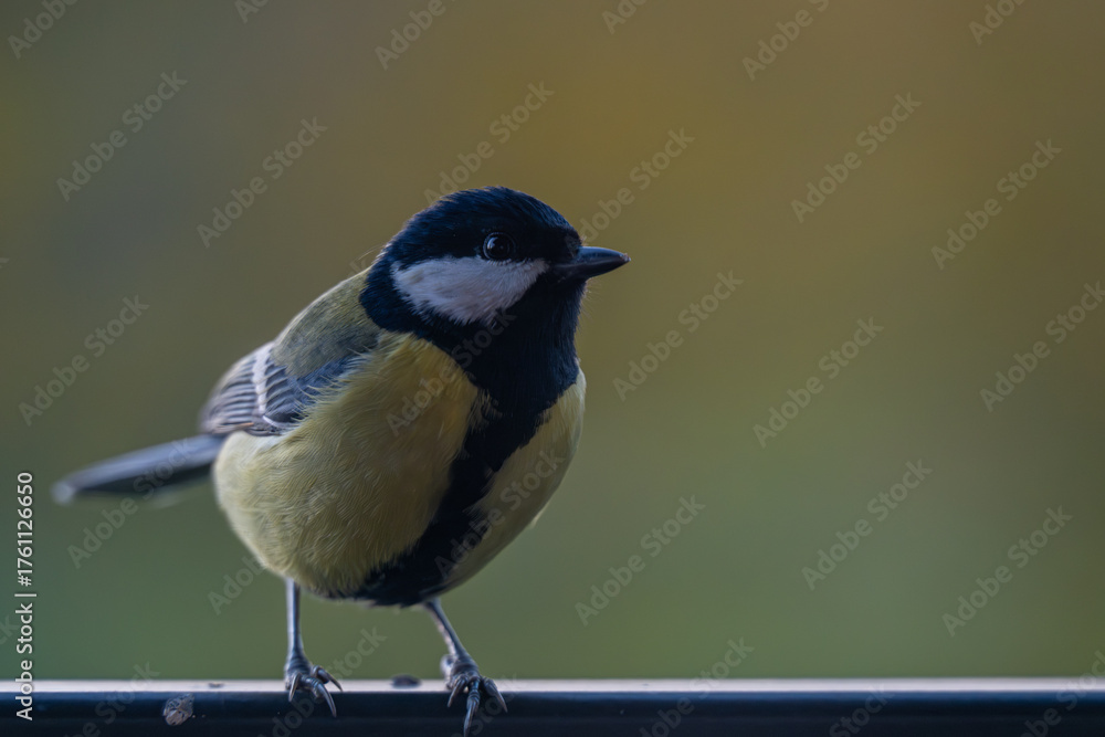 Obraz premium Elegant Great Tit Profile with Warm Bokeh Copy Space