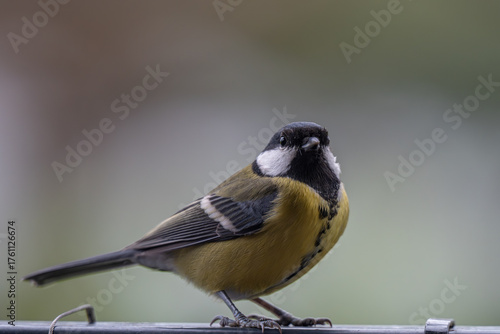 Alert Great Tit: Bird Portrait Looking at Camera with Copy Space