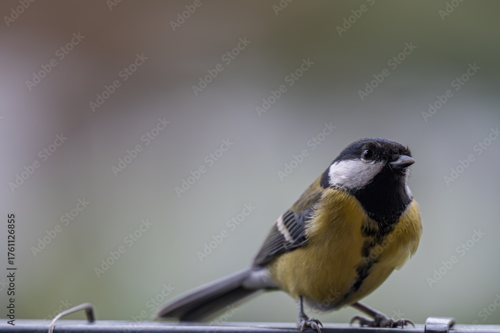 Fototapeta premium Alert Great Tit: Bird Portrait Looking at Camera with Copy Space