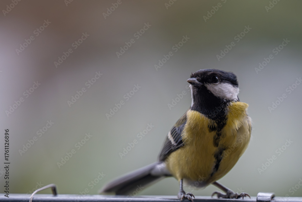 Fototapeta premium Alert Great Tit: Bird Portrait Looking at Camera with Copy Space
