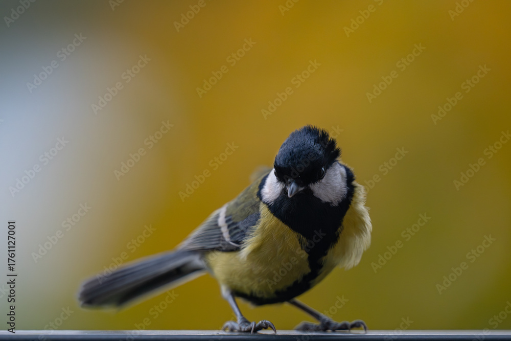 Obraz premium Great Tit: Bird Portrait on Golden Autumn Background